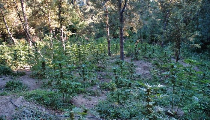 Wildlife officers destroy illegal cannabis plot inside Udawalawe National Park