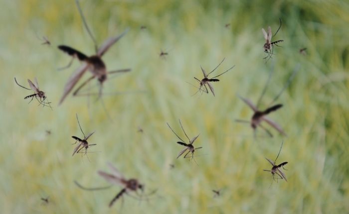 WHO Approves First Malaria Drug for Newborns Under 5kg on World Malaria Day