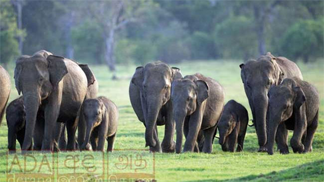 128 Wild Elephant Deaths Recorded in First 4.5 Months of 2026