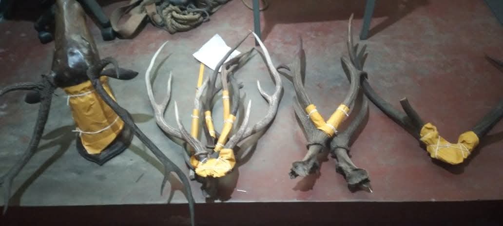 Suspect fined Rs. 150,000 in Kotte for selling protected deer and sambhur antlers