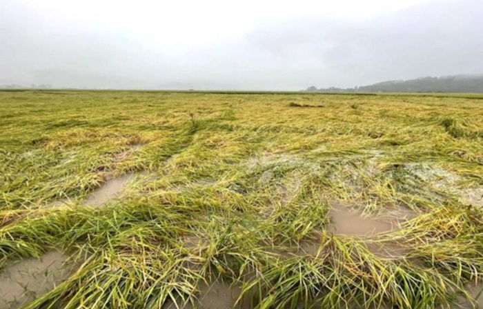 Farmers Get 14 Days to Report Yala Crop Losses; Compensation Up to Rs. 100,000 a Hectare